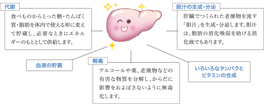 肝臓は、代謝、胆汁の生成・分泌、血液の貯蔵、解毒、いろいろなタンパクとビタミンの合成を行います。
